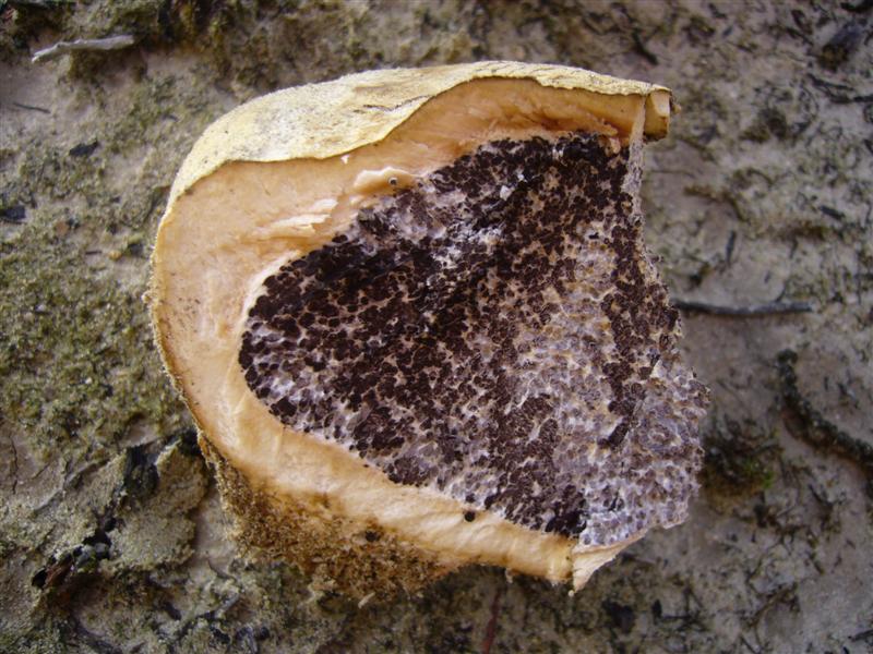 Scleroderma ?